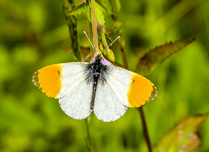 Orange Tip