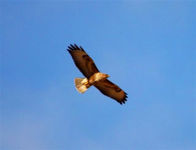 Common Buzzard